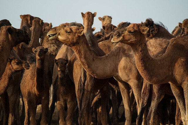 desert-640x480-51879507.jpeg