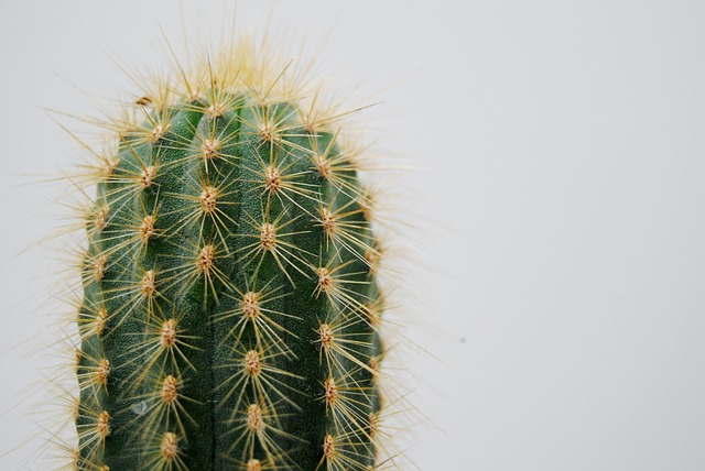 Desert