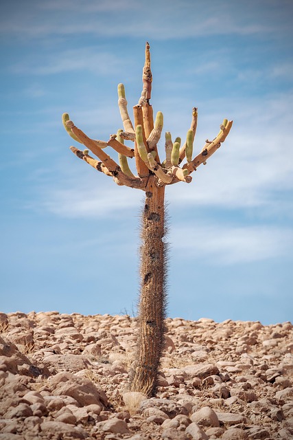 desert-640x480-60784948.jpeg