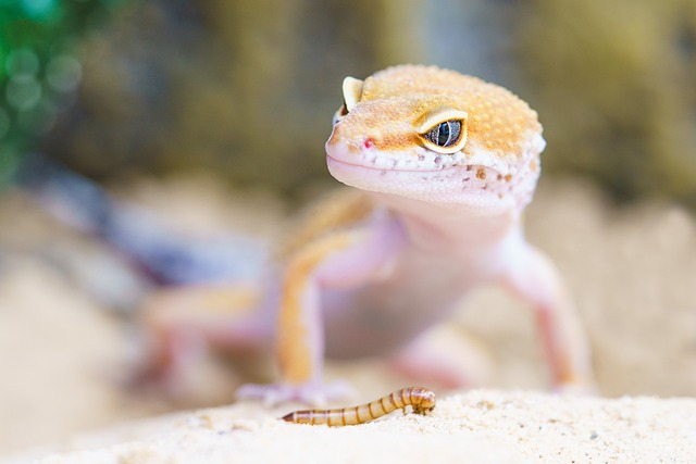 desert