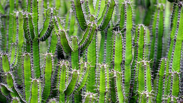 desert-640x480-68168322.jpeg