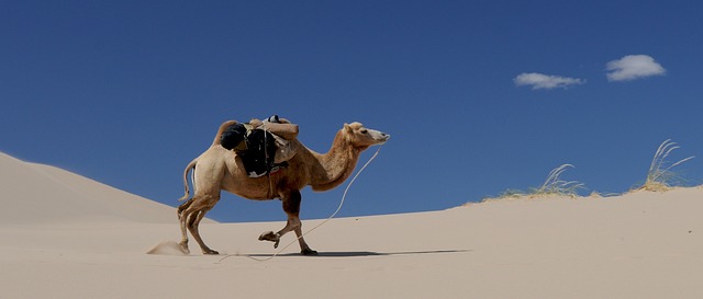 desert