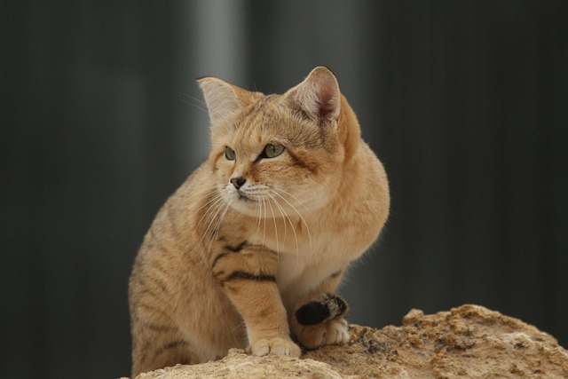 desert-640x480-95452896.jpeg
