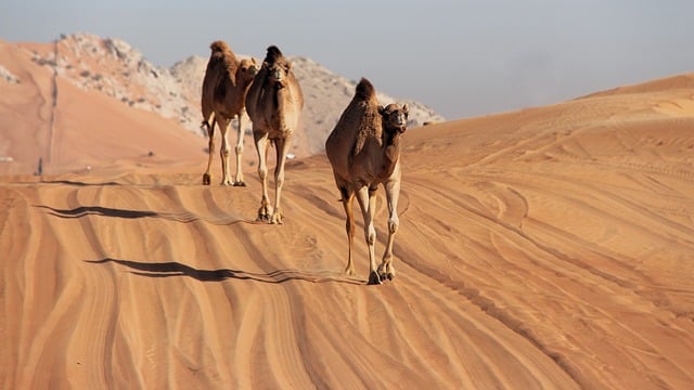 Floating over Sand Dunes: Balloon Rides in Dubai’s Desert
