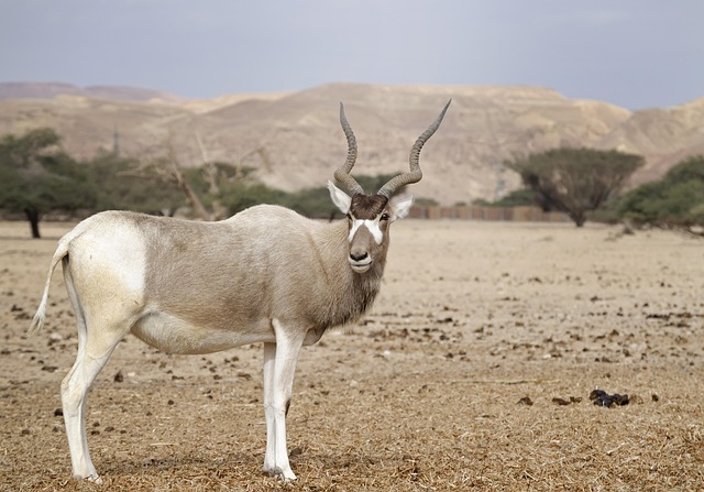 desert-buggy-640x480-75994142.jpeg