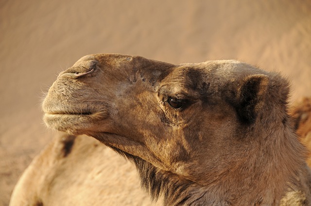 desert buggy