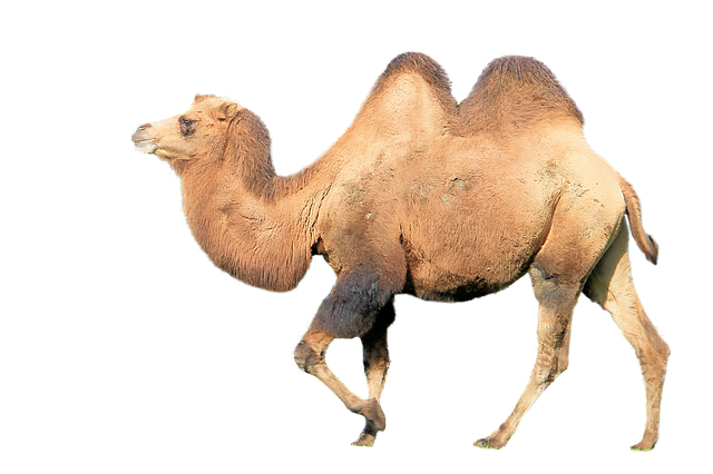 Experience Dubai’s Magic: Family-Friendly Desert Camel Trek Guide