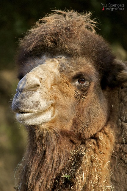 desert-camel-640x480-17076985.jpeg