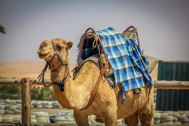 desert camel