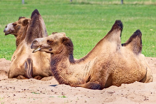 desert-camel-640x480-19563857.jpeg