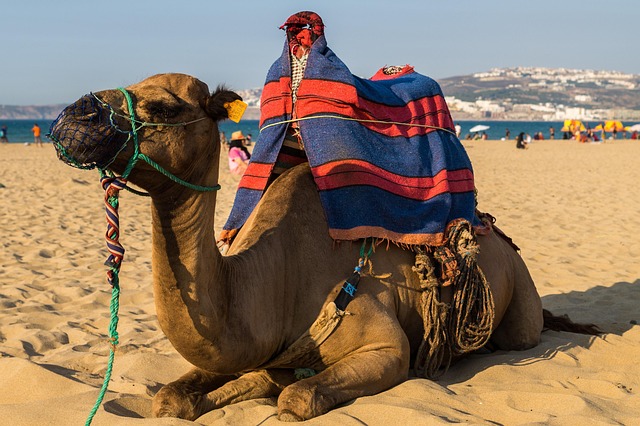 Experience Dubai: Enjoying a Camel Ride in the Desert Safari