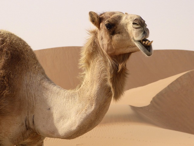 desert camel