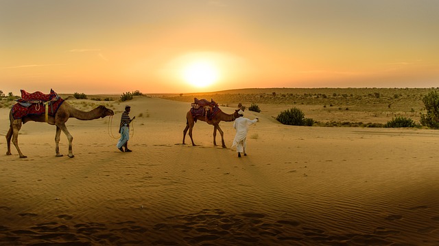desert camel