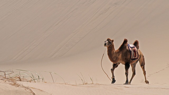 desert-camel-640x480-33413544.jpeg