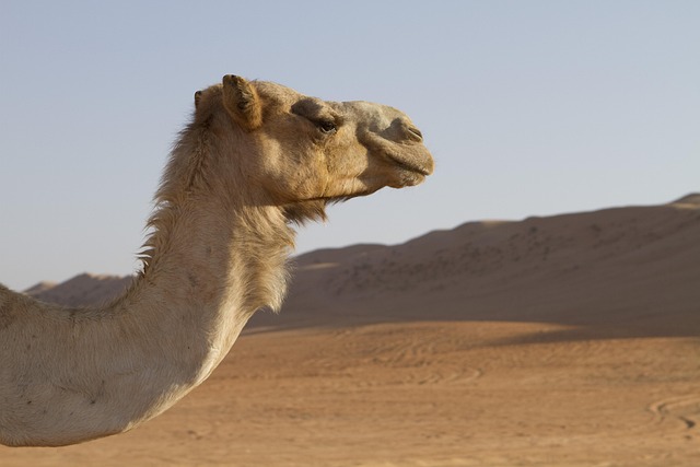 desert camel