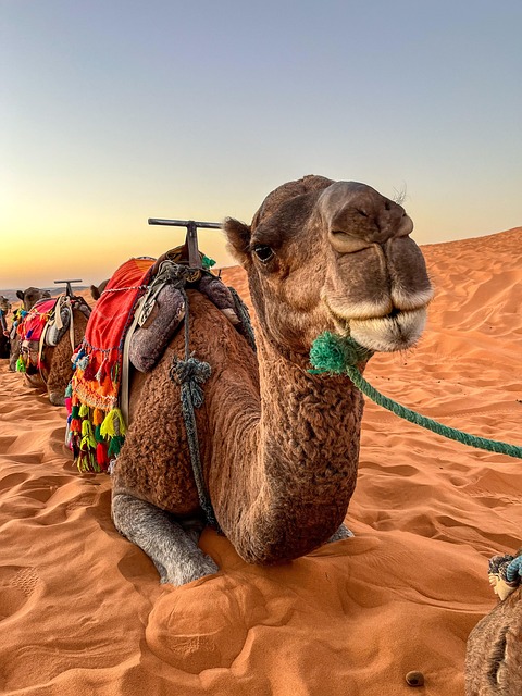 desert camel