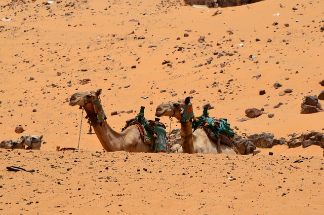 desert-camel-640x480-37133159.jpeg