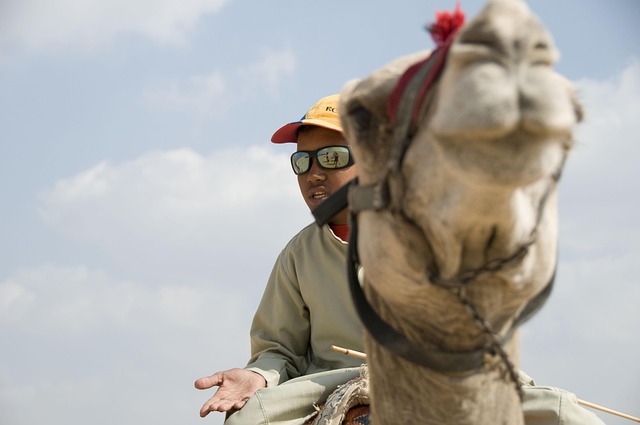 desert camel