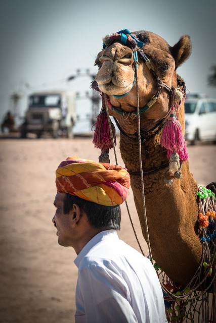 desert camel