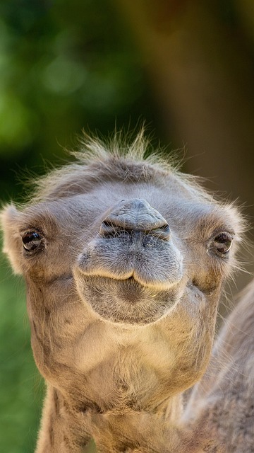 desert camel