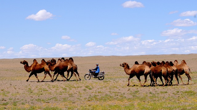desert camel