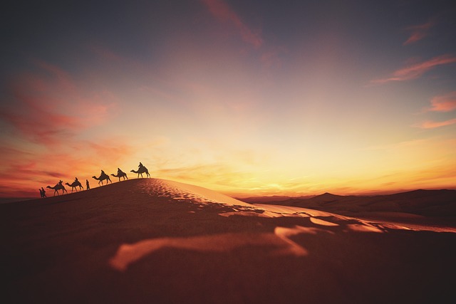 desert camel