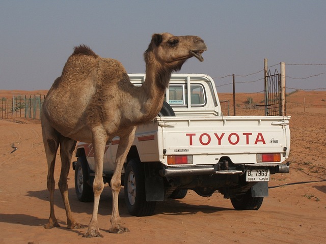 desert camel