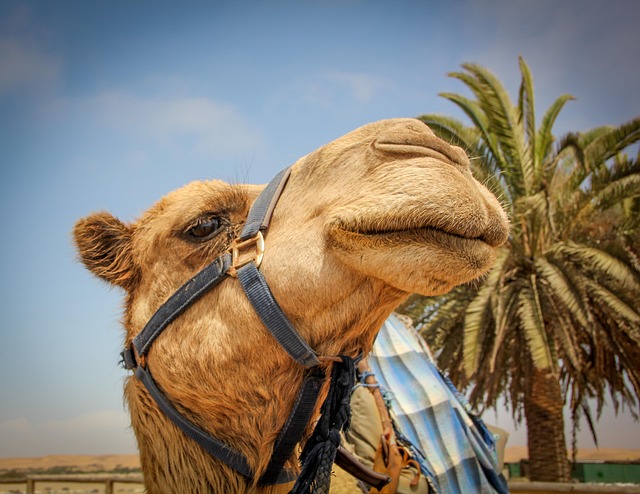 desert camel
