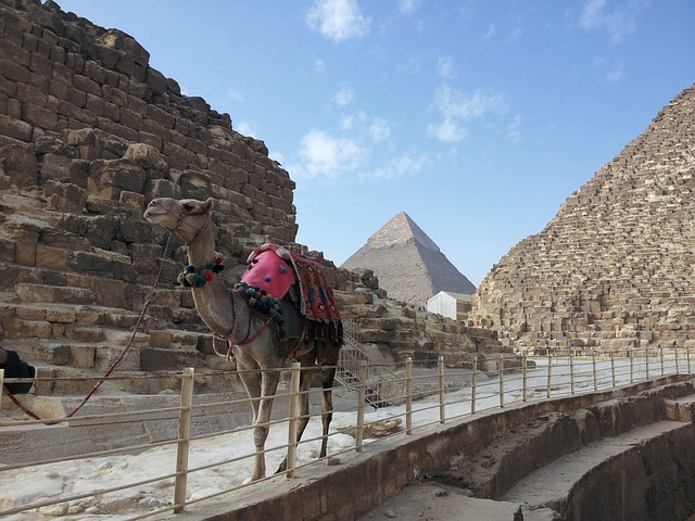 desert camel