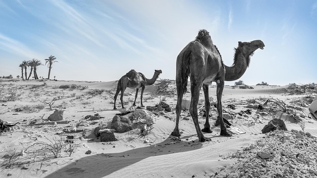 desert camel