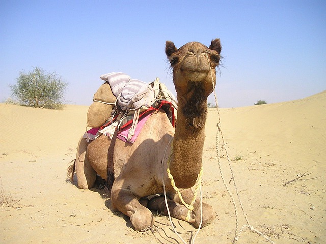 desert camel