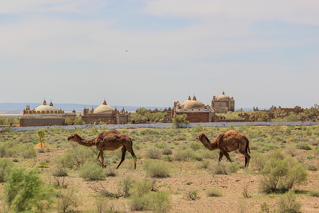 desert camel