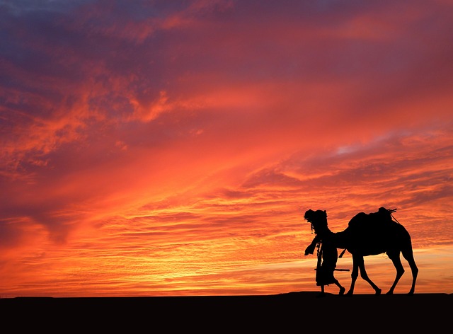 desert camel