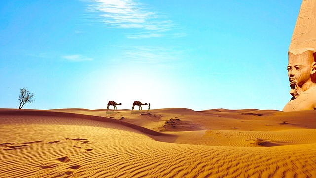 desert camel