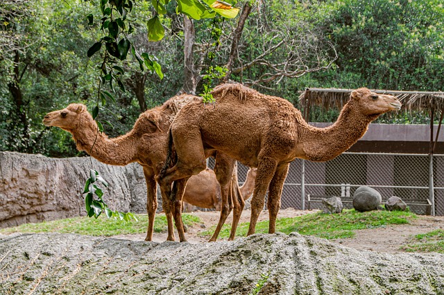 desert camel