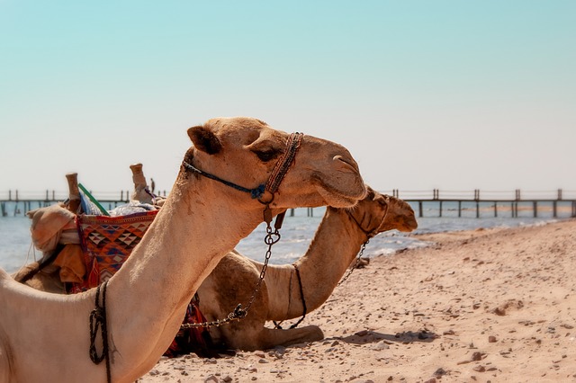 desert camel