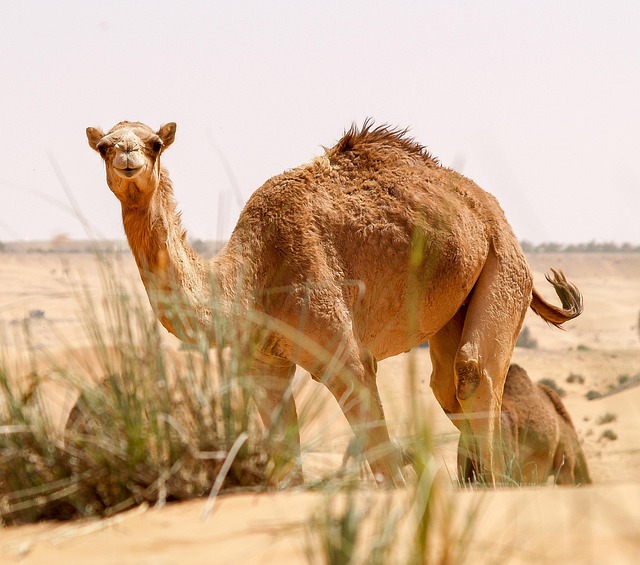 desert camel