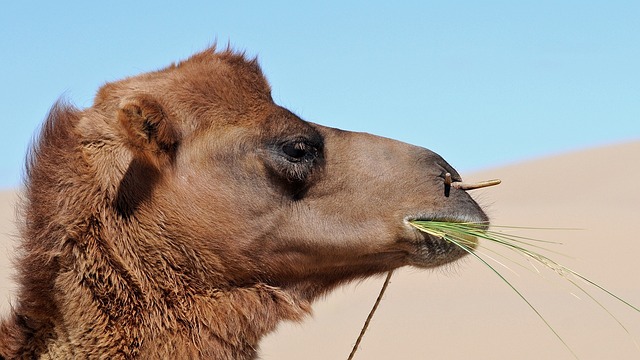 desert camel