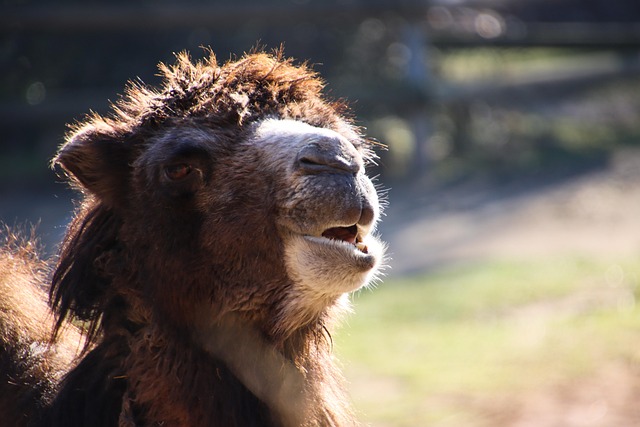 desert camel