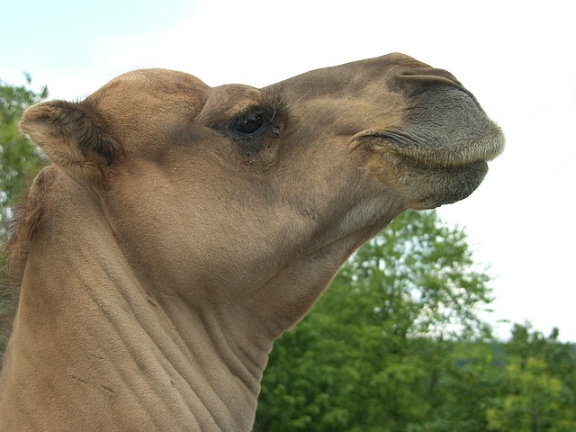desert camel