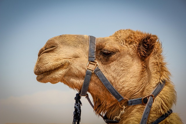 desert camel