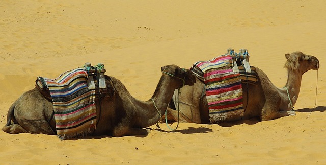 desert-camel-640x480-80545679.jpeg