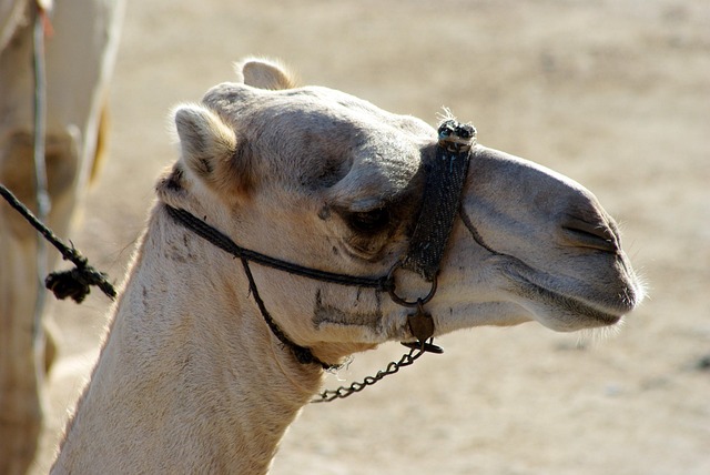 desert camel