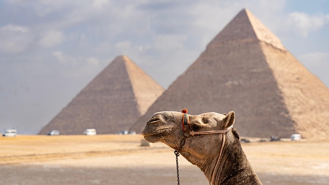 Discover Dubai: Experience & Plan Your Desert Camel Ride