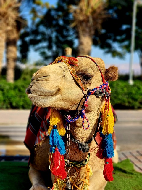 desert-camel-640x480-84599953.jpeg