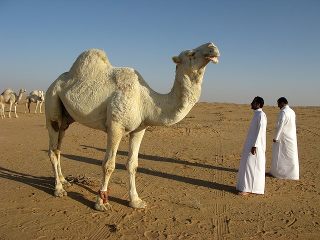desert camel