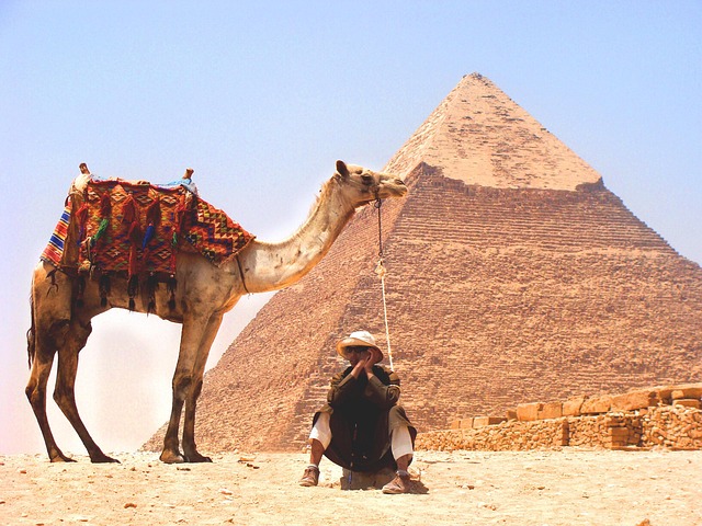 desert-camel-640x480-91089015.jpeg