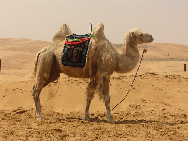 Experience Dubai’s Desert: Booking a Memorable Camel Ride