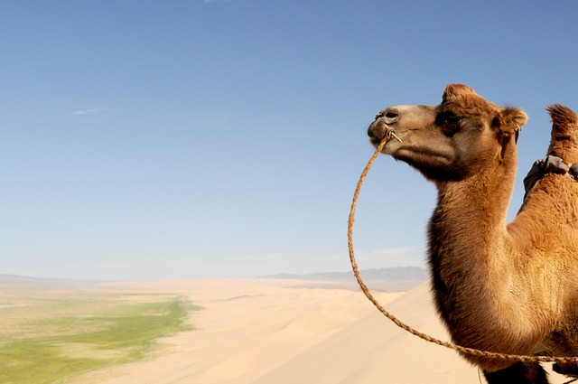 desert dune