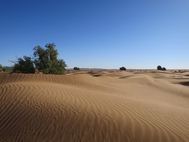 desert dune buggy